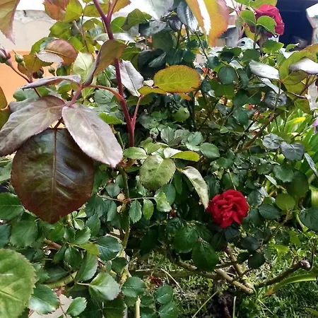 O Douceurs Sucrees Alojamento de Acomodação e Pequeno-almoço 3*