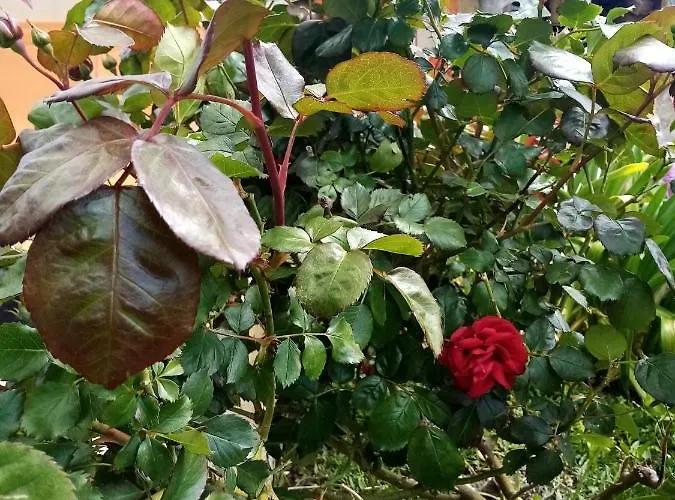 O Douceurs Sucrees Nocleg ze śniadaniem 3*