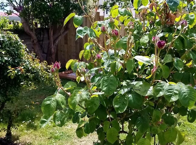 Nocleg ze śniadaniem O Douceurs Sucrees 3*